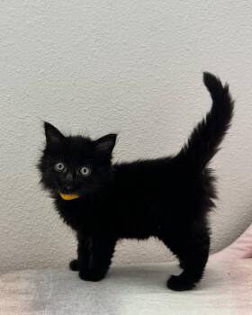 Olive -  Domestic Medium Hair Cat for Adoption in Long Beach, California - Olive | PetCurious