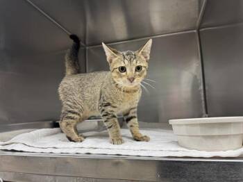 Rescue Domestic Short Hair Cats for Adoption in Decatur, Illinois - BART | PetCurious