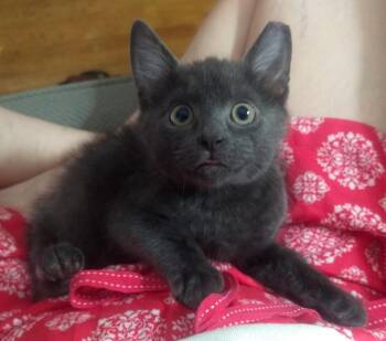 Rescue Domestic Short Hair Cats for Adoption in Warrington, Pennsylvania - Quarter | PetCurious