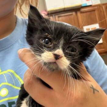Desi - 042901U -  Domestic Short Hair Cat for Adoption in Tupelo, Mississippi - Desi - 042901U | PetCurious