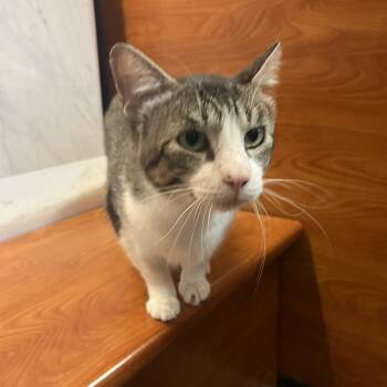Tommy -  Tabby Cat for Adoption in Midlothian, Texas - Tommy | PetCurious
