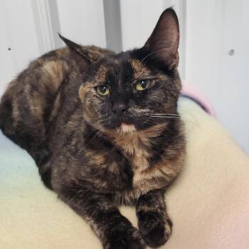 Domestic Short Hair Cats Available for Adoption in Marseilles, Illinois - Debbie | PetCurious