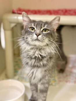 Domestic Medium Hair Cats Available for Adoption in Downers Grove, Illinois - Matey | PetCurious
