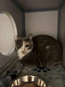 Ooshkin -  Calico Cat for Adoption in Liverpool, New York - Ooshkin | PetCurious