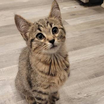 Skipper -  Domestic Short Hair Cat for Adoption in Sandy Springs, Georgia - Skipper | PetCurious