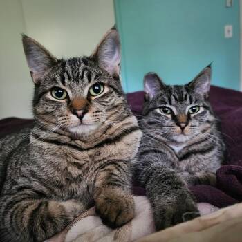 Domestic Short Hair Cats Available for Adoption - Tess | PetCurious