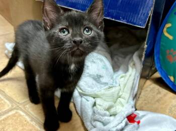 Mason -  Domestic Short Hair Cat for Adoption in Raleigh, North Carolina - Mason | PetCurious