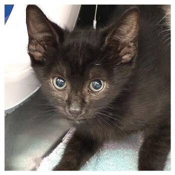 Howard U Doing -  Domestic Short Hair Cat for Adoption in Los Angeles, California - Howard U Doing | PetCurious