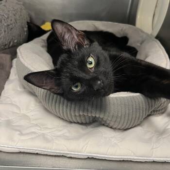 Bongo -  Domestic Short Hair Cat for Adoption in West Palm Beach, Florida - Bongo | PetCurious