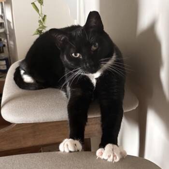 Bobby -  Domestic Short Hair Cat for Adoption in Alexandria, Virginia - Bobby | PetCurious