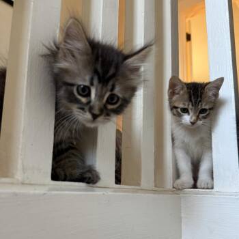 Basil -  Domestic Short Hair Cat for Adoption in Los Angeles, California - Basil | PetCurious