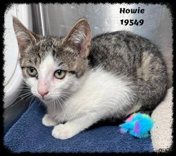 HOWIE see also HOBBES -  Domestic Short Hair and Tabby Cat for Adoption in Marietta, Georgia - HOWIE See Also HOBBES | PetCurious