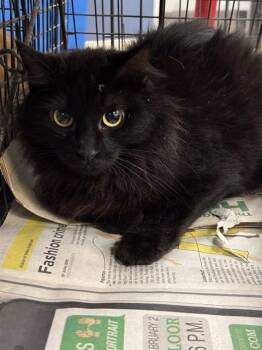 Domestic Long Hair Cats Available for Adoption - BLACK FUZZ | PetCurious