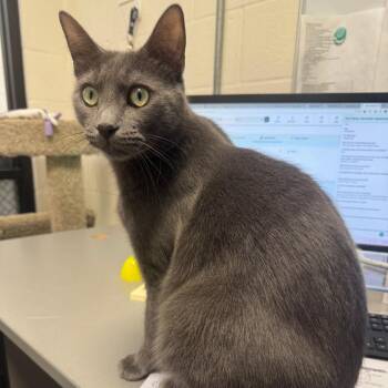 Domestic Short Hair Cats Available for Adoption in Sarasota, Florida - Silly Cat | PetCurious