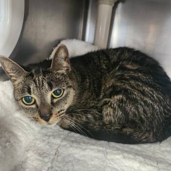 Fuli -  Domestic Short Hair Cat for Adoption in Brockton, Massachusetts - Fuli | PetCurious