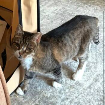 June -  Domestic Short Hair Cat for Adoption in New York, New York - June | PetCurious