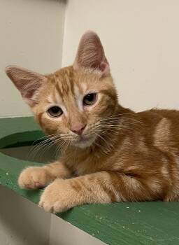 Garfield -  Domestic Short Hair Cat for Adoption in Los Angeles, California - Garfield | PetCurious