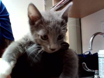 FLAUTA -  Domestic Short Hair Cat for Adoption in Martinez, California - FLAUTA | PetCurious