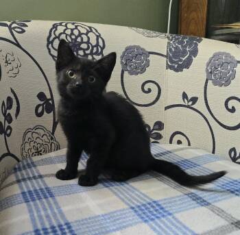 Crocus -  Domestic Short Hair Cat for Adoption in Kenhorst, Pennsylvania - Crocus | PetCurious