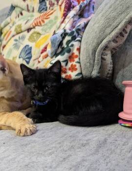 Rescue Domestic Short Hair Cats for Adoption in Plymouth, Michigan - KitKat | PetCurious