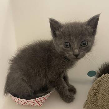 Opal -  Domestic Short Hair Cat for Adoption in Pasadena, California - Opal | PetCurious