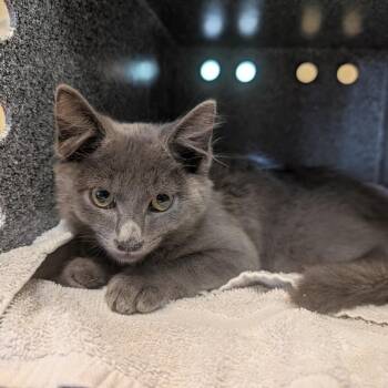 Chevron -  Domestic Medium Hair Cat for Adoption in Pasadena, California - Chevron | PetCurious