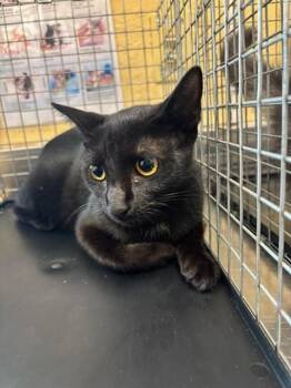JASMINE -  Domestic Short Hair Cat for Adoption in Fort Myers, Florida - JASMINE | PetCurious