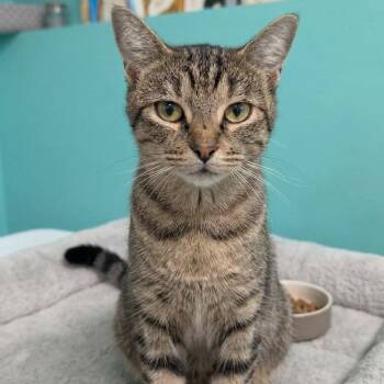 Momma Cat -  Domestic Short Hair Cat for Adoption in Jefferson City, Tennessee - Momma Cat | PetCurious
