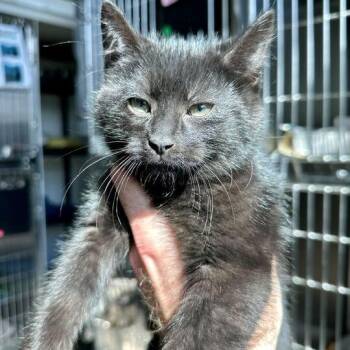 Domestic Short Hair Cats Available for Adoption in Matteson, Illinois - Smog | PetCurious