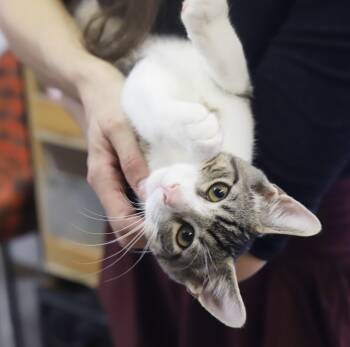 Felix - What a joy - Soft snuggly beautiful - loves being held - -  Turkish Van and Bengal Cat for Adoption in Bedford Hills, New York - Felix - What A Joy - Soft Snuggly Beautiful - Loves Being Held - | PetCurious
