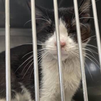 Domestic Short Hair Cats Available for Adoption in Hawthorne, California - Dapper | PetCurious