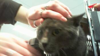 MOON BEAN -  Domestic Short Hair Cat for Adoption in Charlotte, North Carolina - MOON BEAN | PetCurious
