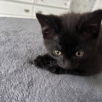 Endive -  Domestic Short Hair Cat for Adoption in Evanston, Illinois - Endive | PetCurious
