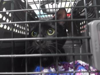 Domestic Short Hair Cats Available for Adoption - CATERINA | PetCurious