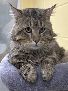 Domestic Long Hair Cats Available for Adoption - BOOKMARK | PetCurious