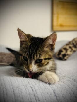 Neapawlitan -  Domestic Short Hair Cat for Adoption in Jackson, Georgia - Neapawlitan | PetCurious