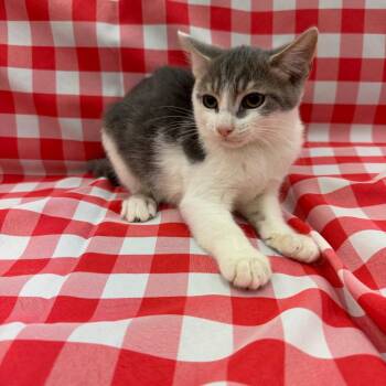 Frodo -  Domestic Short Hair Cat for Adoption in Raleigh, North Carolina - Frodo | PetCurious