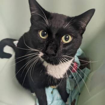 EJ -  Domestic Short Hair Cat for Adoption in Philadelphia, Pennsylvania - EJ | PetCurious