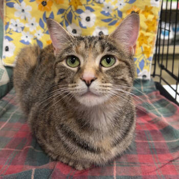 Rescue Domestic Short Hair Cats for Adoption in Troy, Illinois - Darby | PetCurious