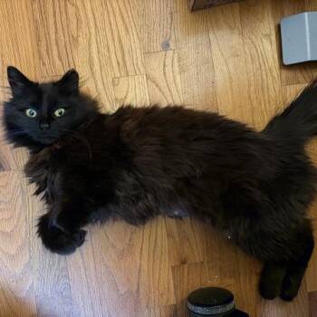 Domestic Long Hair Cats Available for Adoption in Midland, Michigan - Morgan | PetCurious