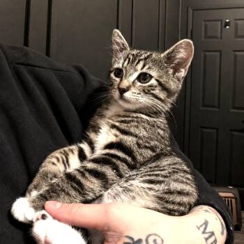 Victoria -  Domestic Short Hair Cat for Adoption in Long Beach, California - Victoria | PetCurious