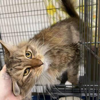 Domestic Medium Hair Cats Available for Adoption in Winthrop, Maine - Lady Bug | PetCurious