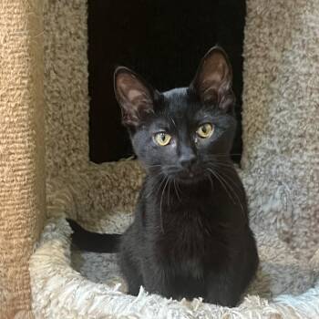 Tim Tam FC AS -  Domestic Short Hair Cat for Adoption in Union, Missouri - Tim Tam FC AS | PetCurious