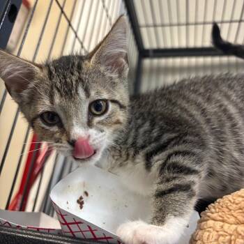 Eagle -  Domestic Short Hair Cat for Adoption in Lakeland, Florida - Eagle | PetCurious