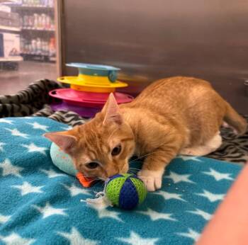 Luobo -  Domestic Short Hair Cat for Adoption in Fort Lupton, Colorado - Luobo | PetCurious
