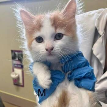 Cantaloupe -  Domestic Short Hair Cat for Adoption in Burlington, Ontario - Cantaloupe | PetCurious