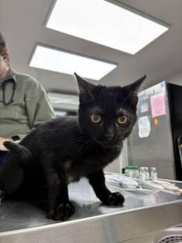 Black Berry -  Domestic Short Hair Cat for Adoption in Marietta, Georgia - Black Berry | PetCurious