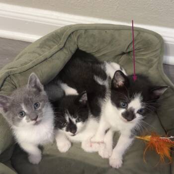 Forklift -  Domestic Short Hair Cat for Adoption in Philadelphia, Pennsylvania - Forklift | PetCurious