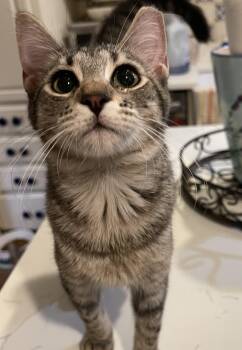 Wendi -  Domestic Short Hair Cat for Adoption in San Antonio, Texas - Wendi | PetCurious