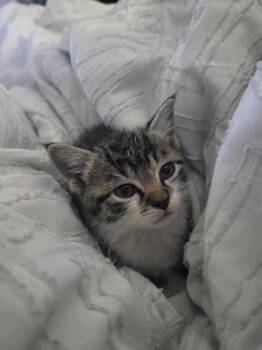 Rescue Domestic Short Hair Cats for Adoption in Newnan, Georgia - Bagel | PetCurious